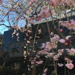 2017年2月19日坂戸市「西光寺」の梅を見に行った。（3〜6分咲）