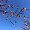 2017年2月19日（日）埼玉県坂戸市「すみよしの河津桜」（様子見2回目）少し花が開いてきました。