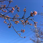2017年2月19日（日）埼玉県坂戸市「すみよしの河津桜」（様子見2回目）少し花が開いてきました。