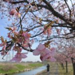 2017年3月3日坂戸市「すみよしの河津桜」咲きましたよ！（5分咲）