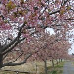 2017年3月12日　坂戸市「すみよしの河津桜」少し見頃を過ぎてました・・(汗)