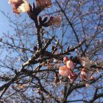 2017年3月12日「北浅羽の桜堤」安行寒桜が少しづつ開花してきました。
