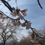 2017年3月25日「北浅羽の桜堤」の安行寒桜を見てきました。（埼玉県坂戸市）