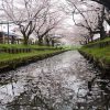 川越市、氷川神社裏、新河岸川の桜並木を見てきました。（2017年4月8日お花見）